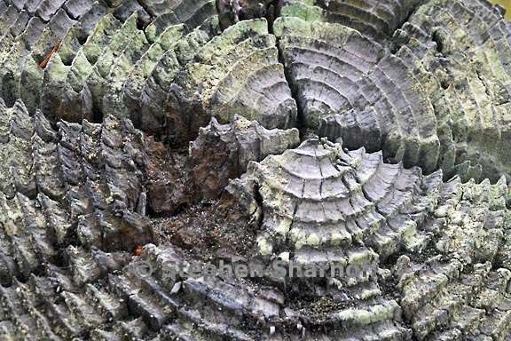 post top lichens graphic